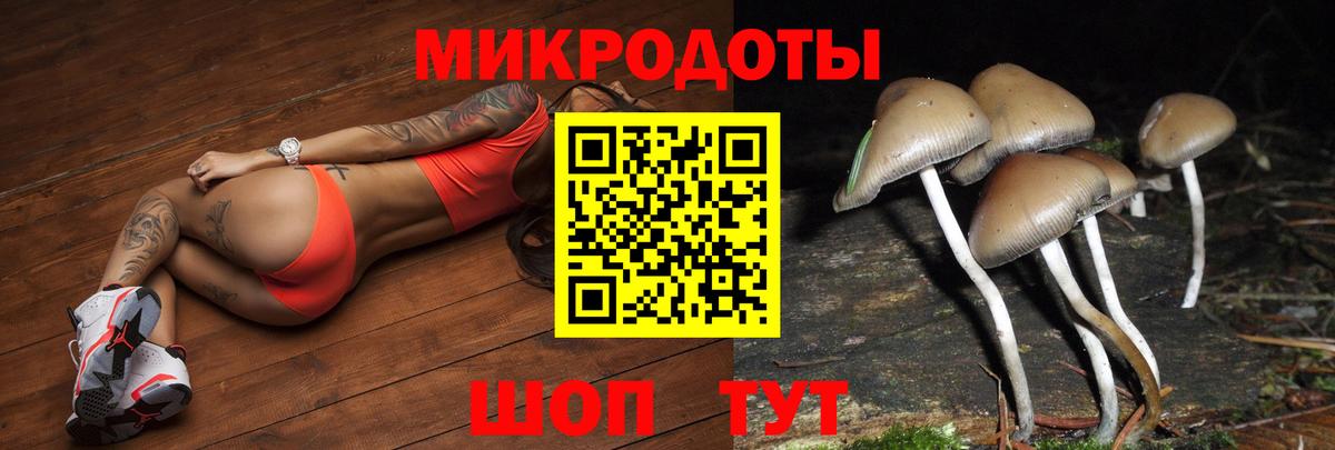 Псилоцибиновые грибы Psilocybe Сыктывкар